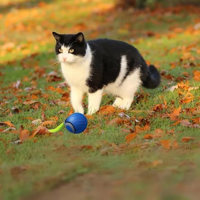 automatic rolling cat toy ball: cat playing outdoors with the ball