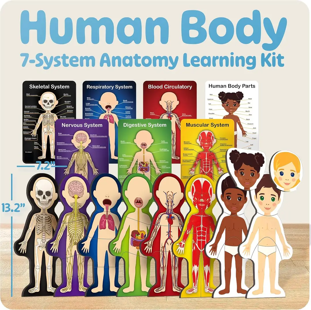 seven body systems in the magnetic human body anatomy model