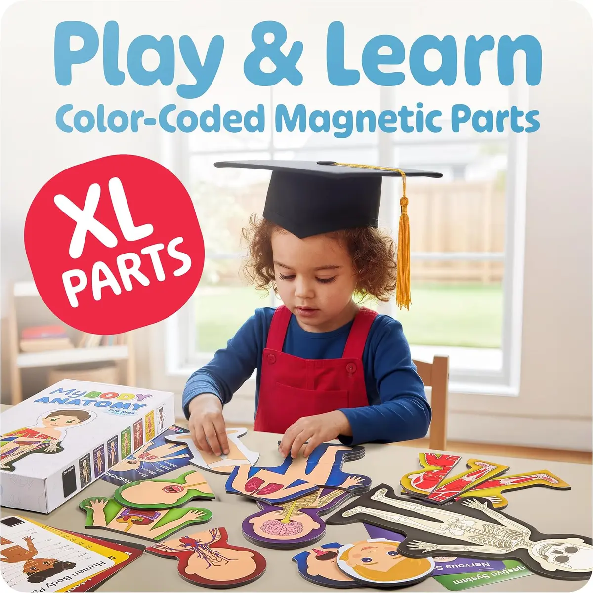 large color-coded magnetic parts of the anatomy model
