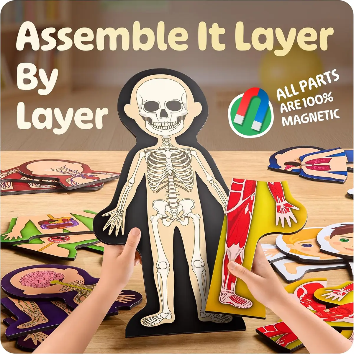 building the magnetic human body anatomy model layer by layer