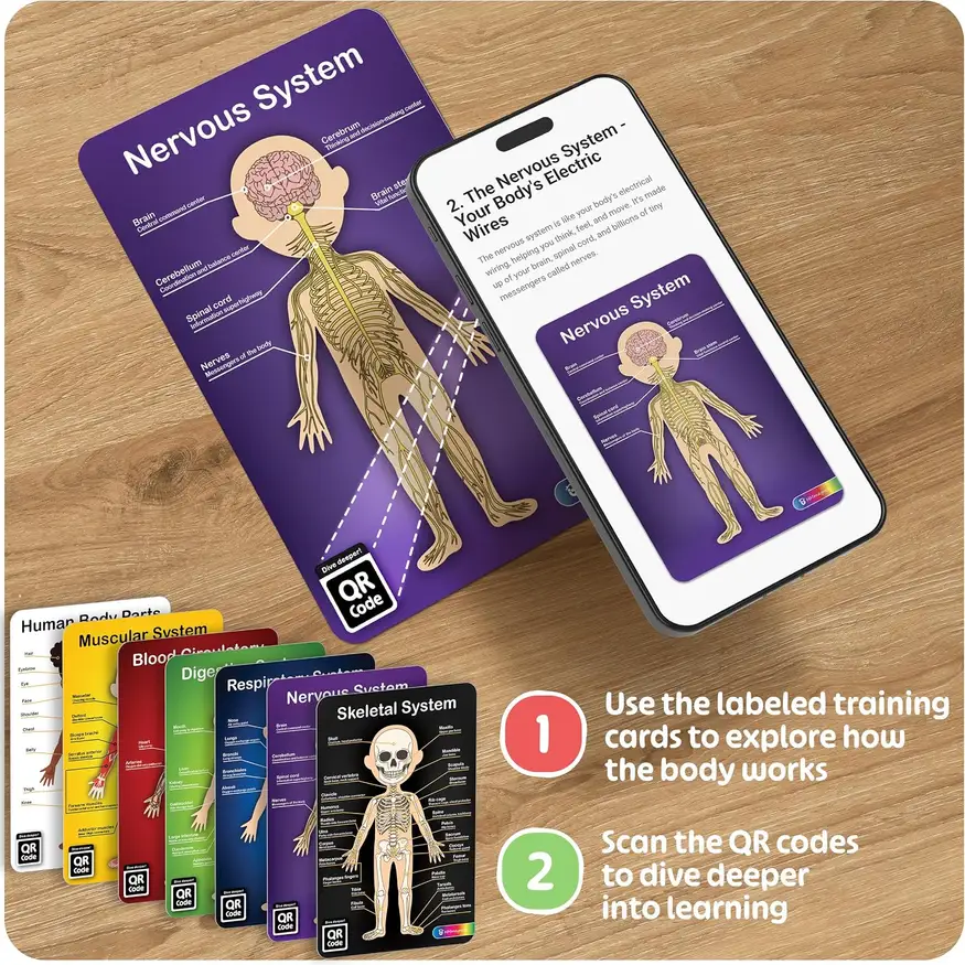 info cards and QR codes with the anatomy model for kids