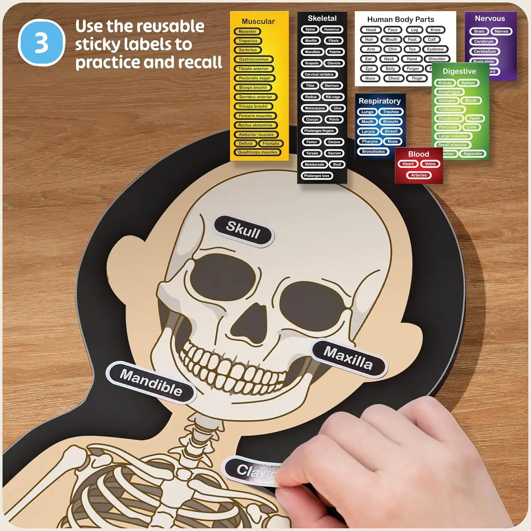 reusable labels on the magnetic human body anatomy model